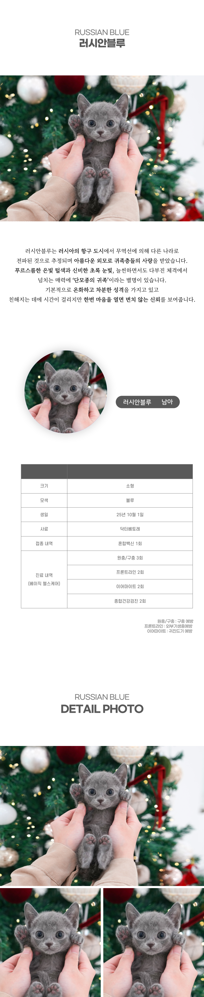 러시안블루_상세이미지_2